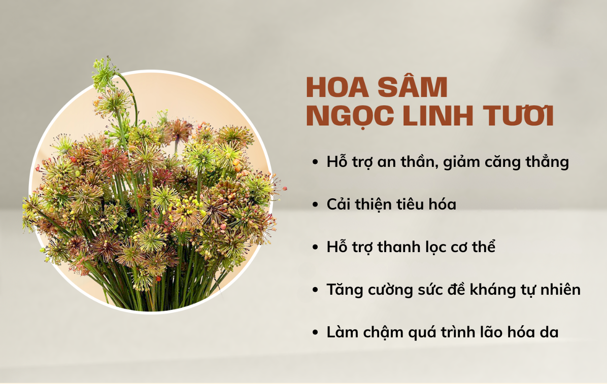 Hoa sâm Ngọc Linh TRIMICO